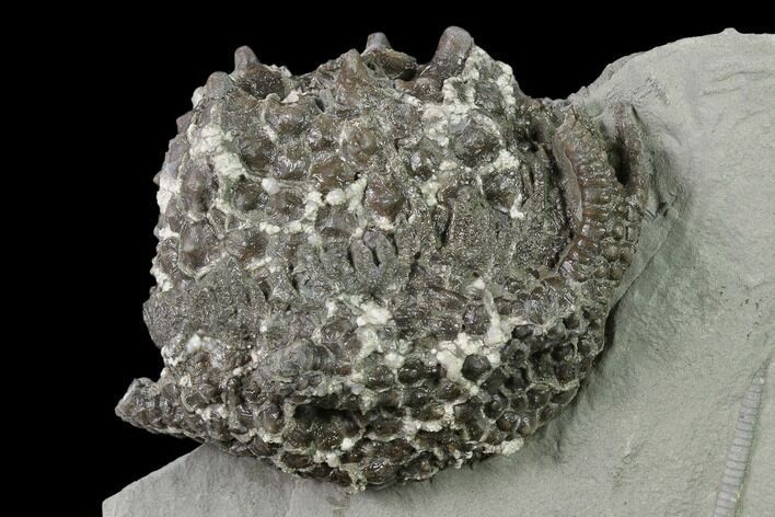 Crinoid (Gilbertsocrinus) Fossil - Crawfordsville, Indiana #136530